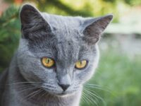 catoutside