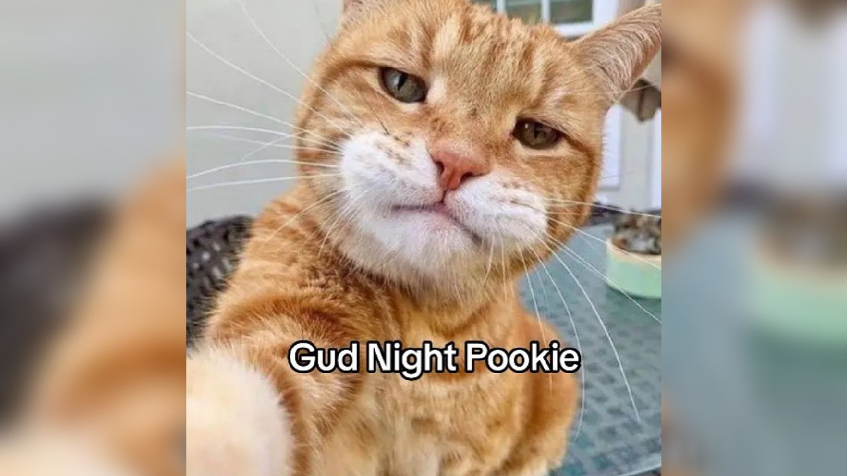 Pookie Cover