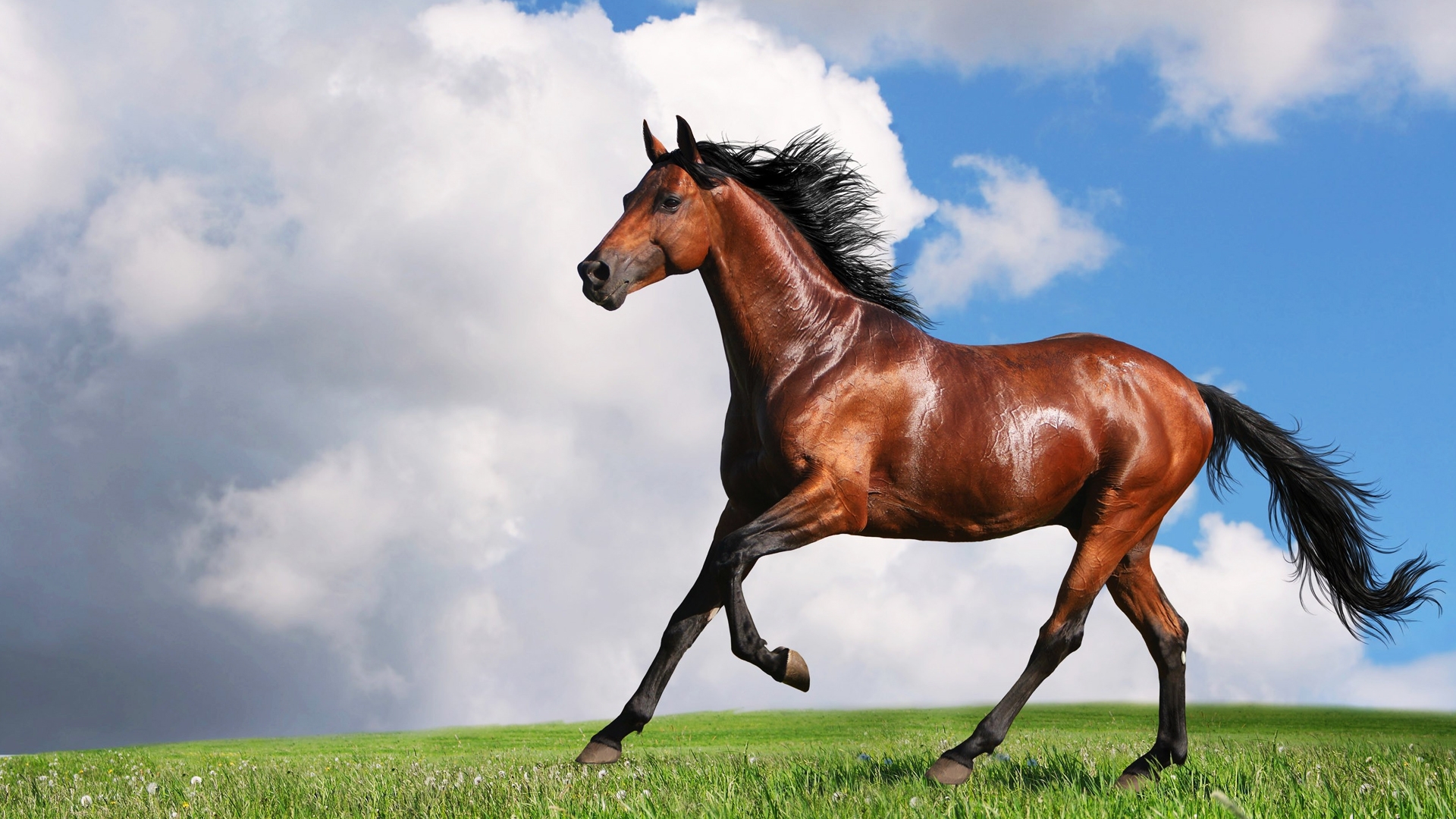 10 Most Interesting Horse Facts