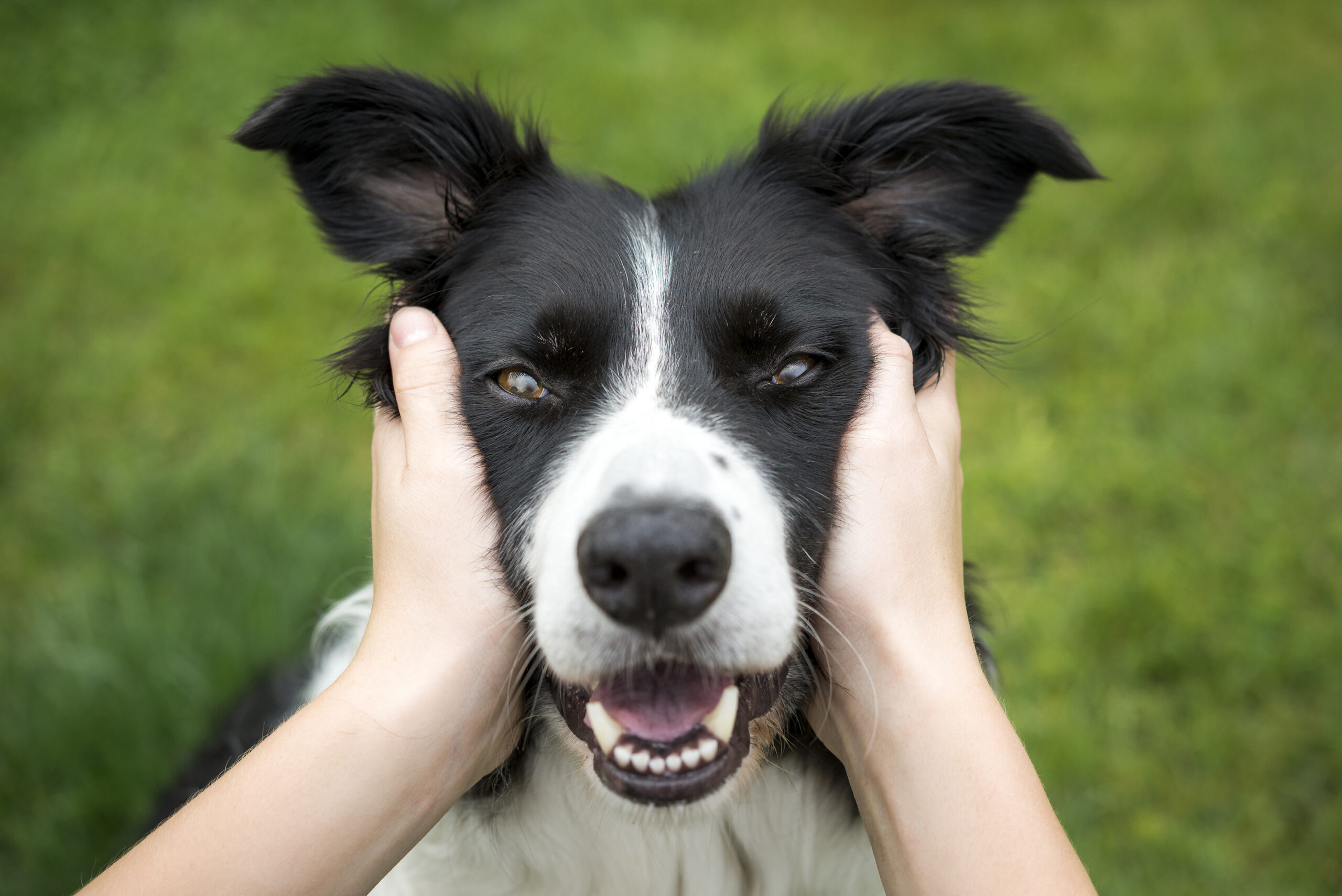 A dog exemplifying health and happiness