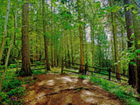 forest-1336470272MWd