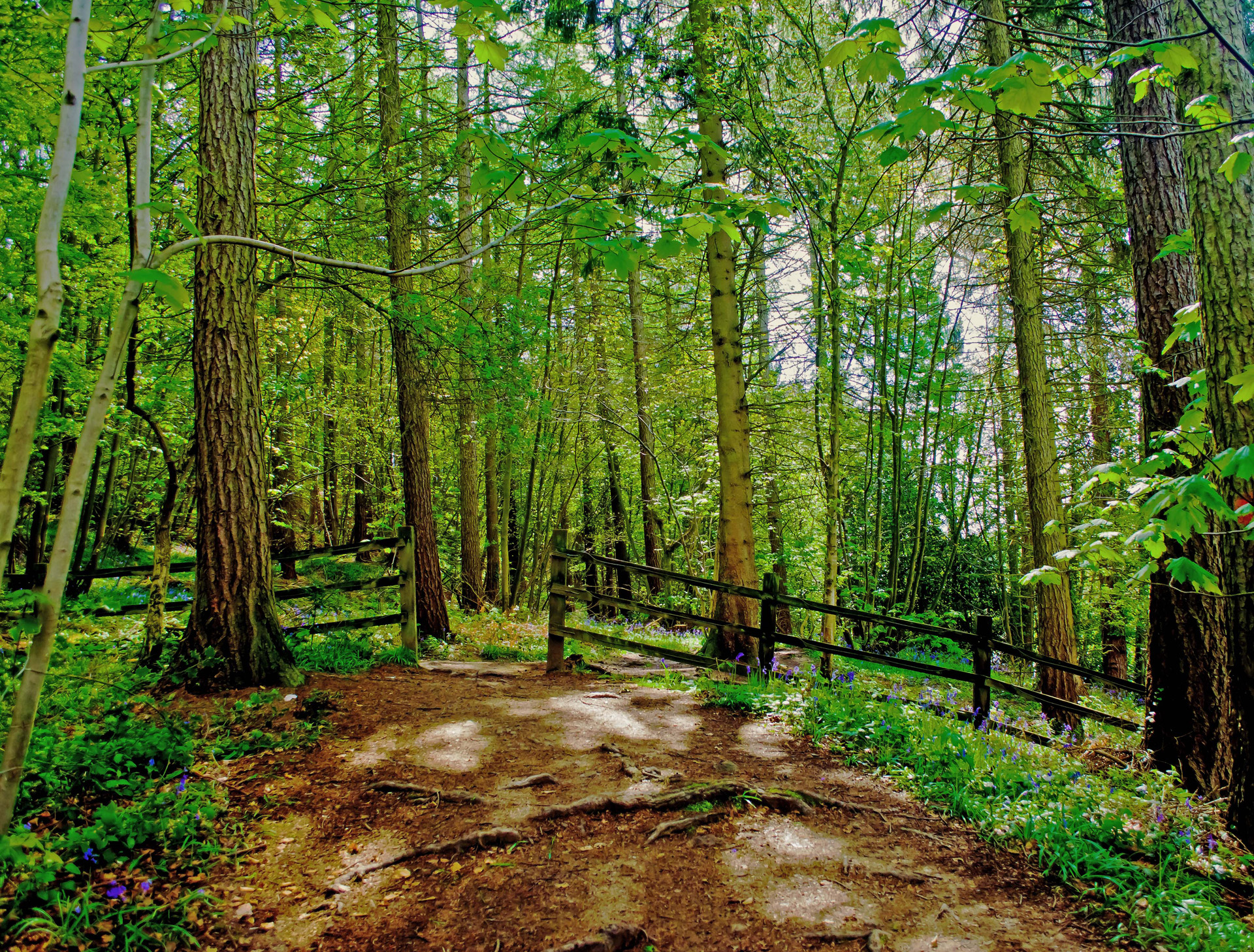 Forest landscape