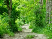 forest-1372324174J59