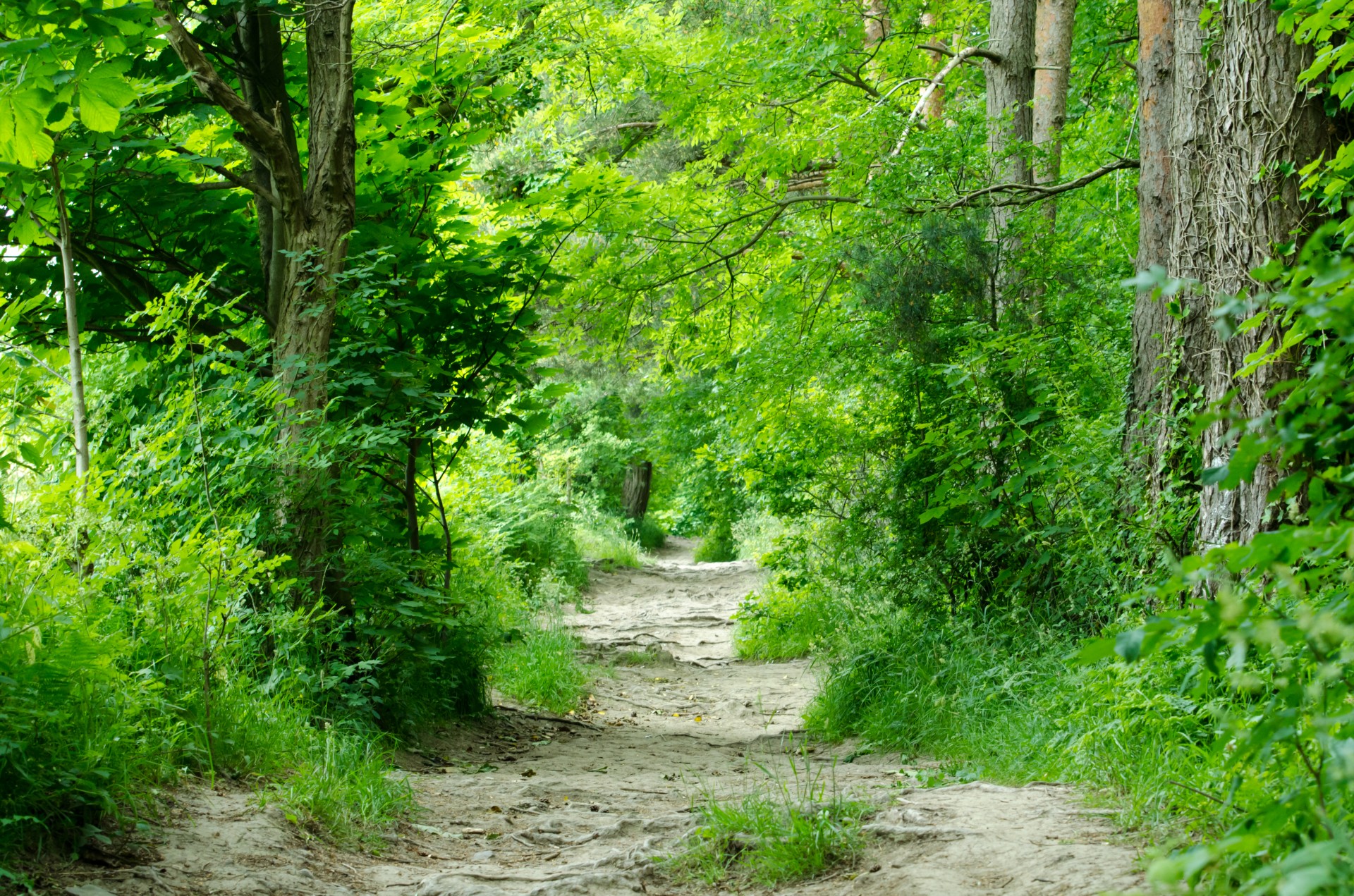 Forest scenery
