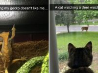 funny-animal-memes-july-2024