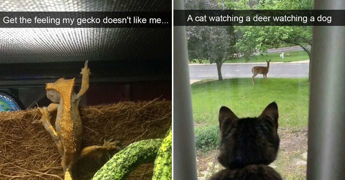 20 Wildly Funny Animal Memes To Make You Howl (July 2024)