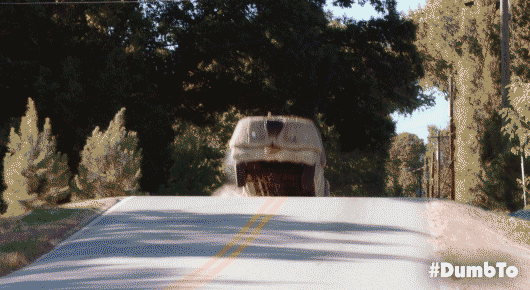 Pretty Bird Dumb And Dumber GIF