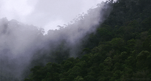 Fog GIF - Sublime Display