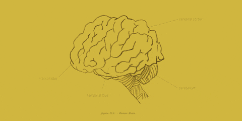 An intriguing brain activity representation