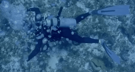 Scuba Diving GIF