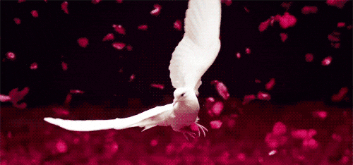 Bird GIF