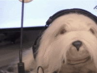 giphy