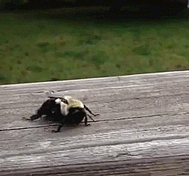 whats behind the green door GIF
