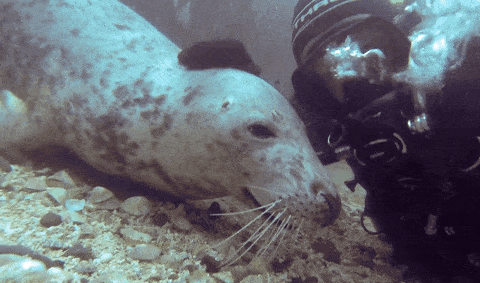 Scuba Tag GIF