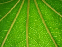 green-background
