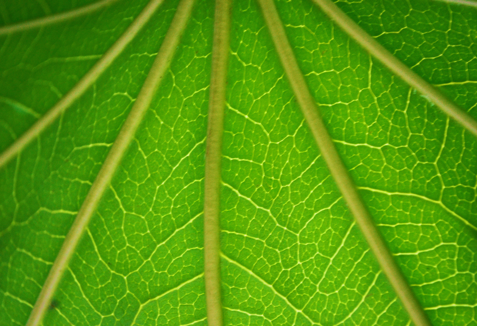 Green Background Free Stock Photo