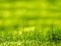 green-grass-13894556519ha