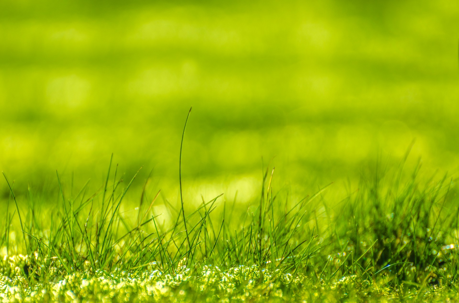 Green Grass Free Stock Photo