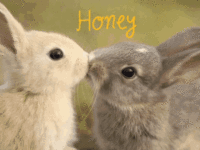 honey-bunny-hun-bun
