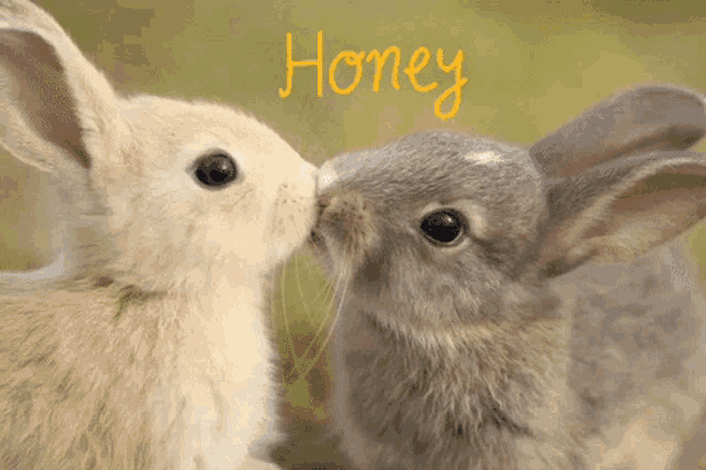 Honey Bunny Hun Bun