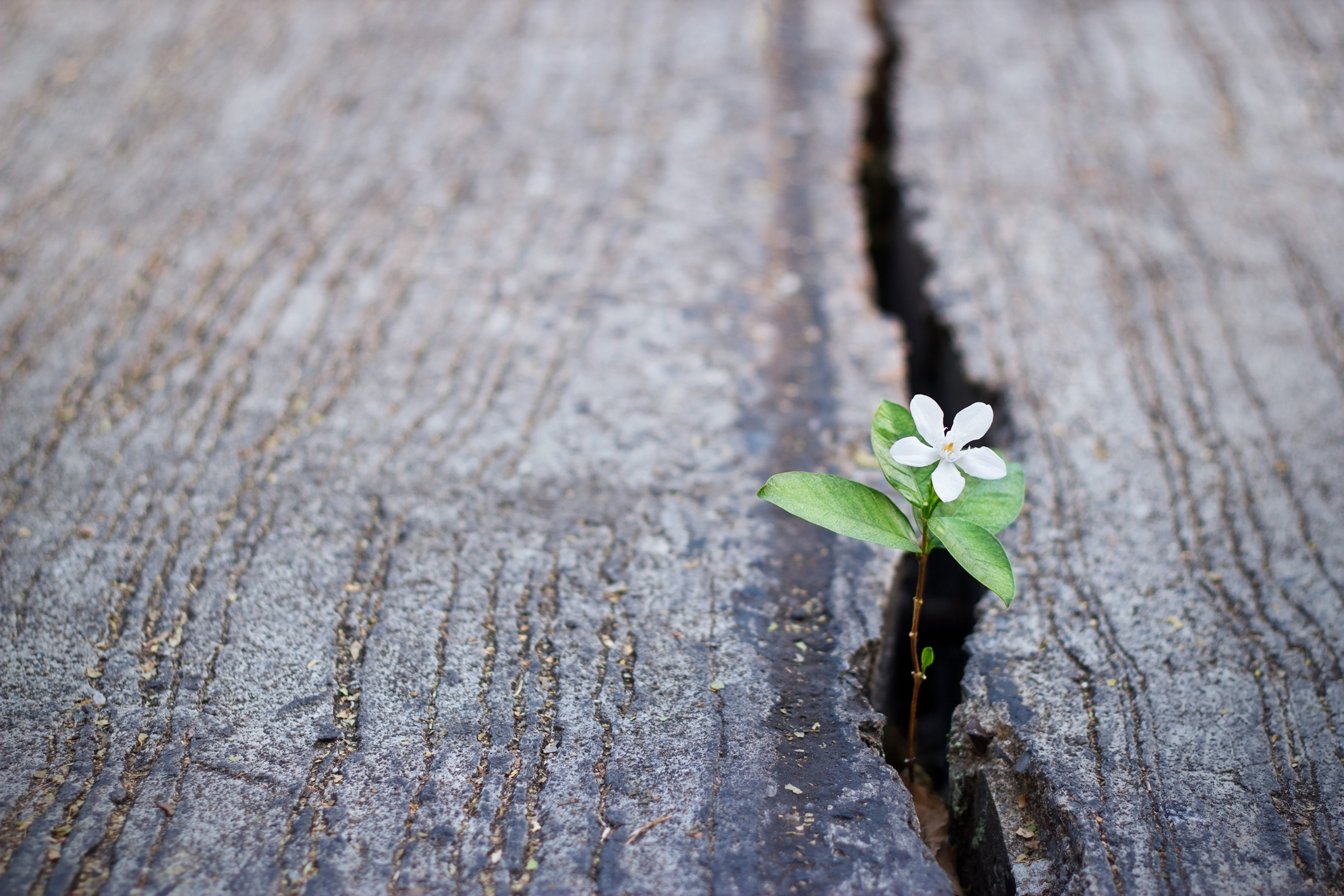 Rescuing the Word “Hope” and Recovering Its Biblical Meaning