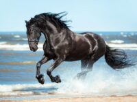 horse-3