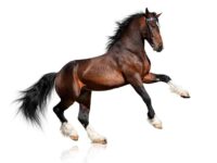 horse-5
