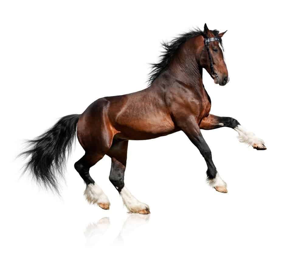 Horse Animal Facts | Equus caballus