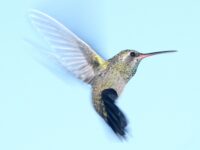 hummingbird-in-flight