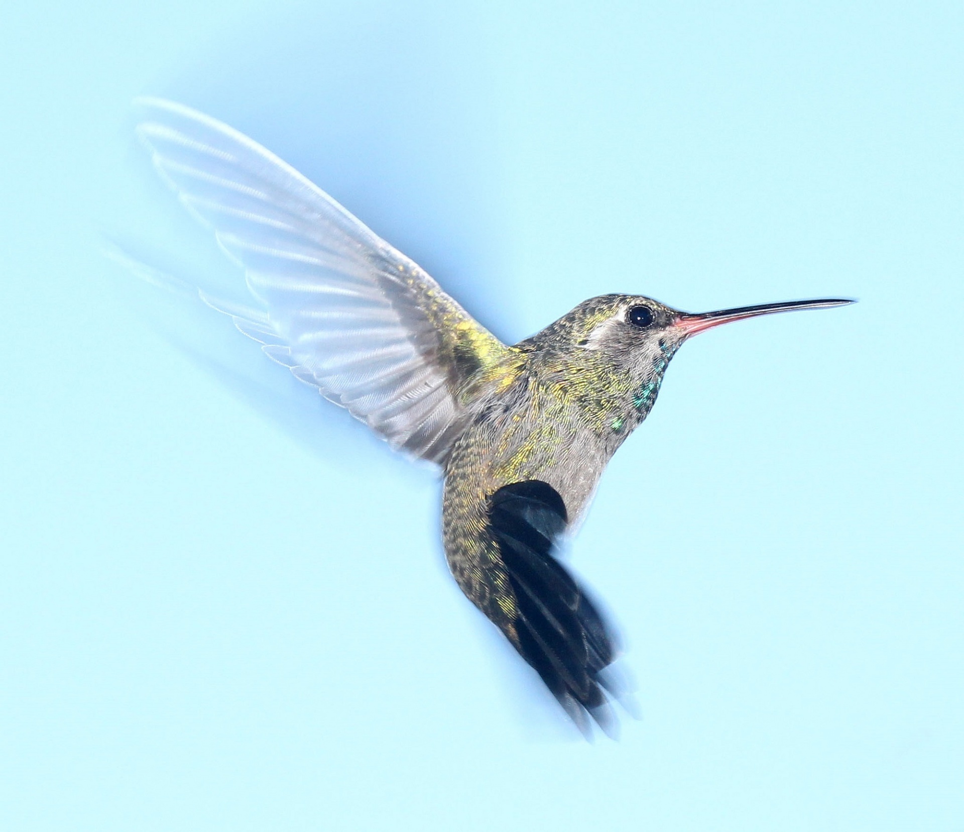 Hummingbird In Flight Free Stock Photo - Public Domain Pictures