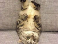 i-quit-cat-meme