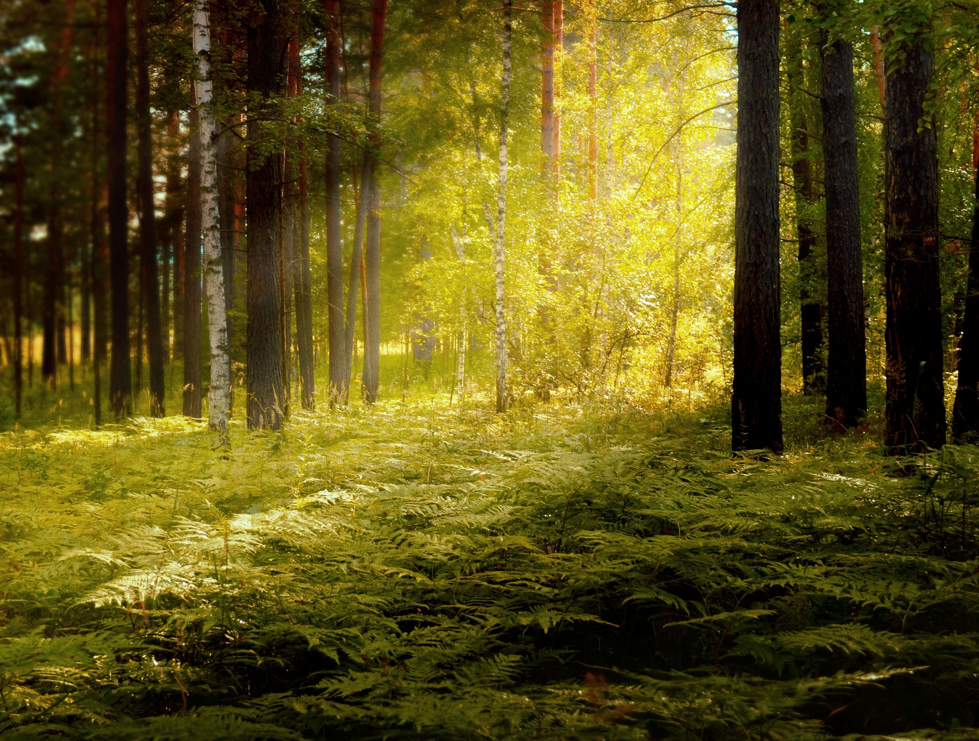 In the forest