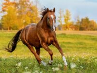 Don,Breed,Horse,Running,On,The,Field,In,Autumn.,Russian