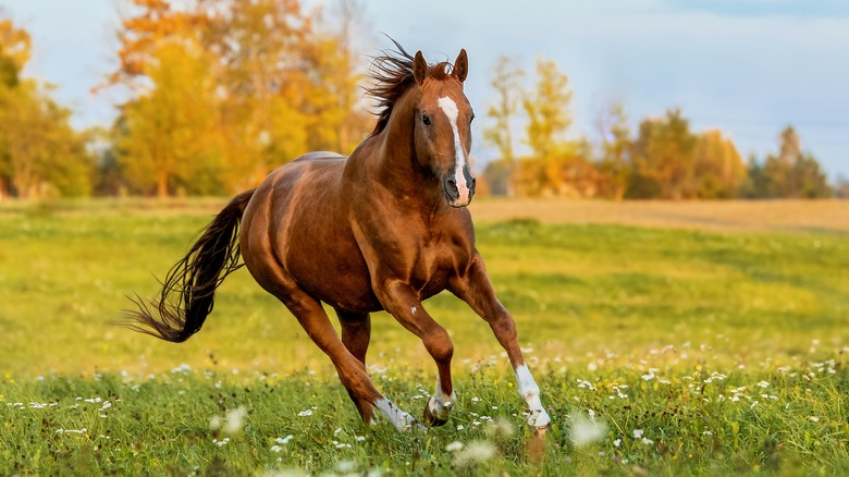 Horse