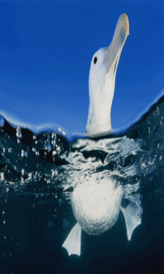 In water GIF