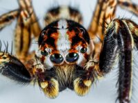 jumping-spider-300444_960_720