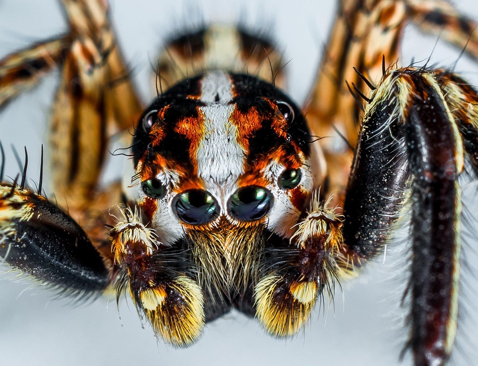 Jumping Spider Small · Free photo on Pixabay