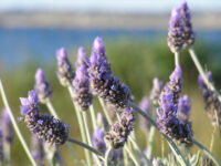 lavender-close-up