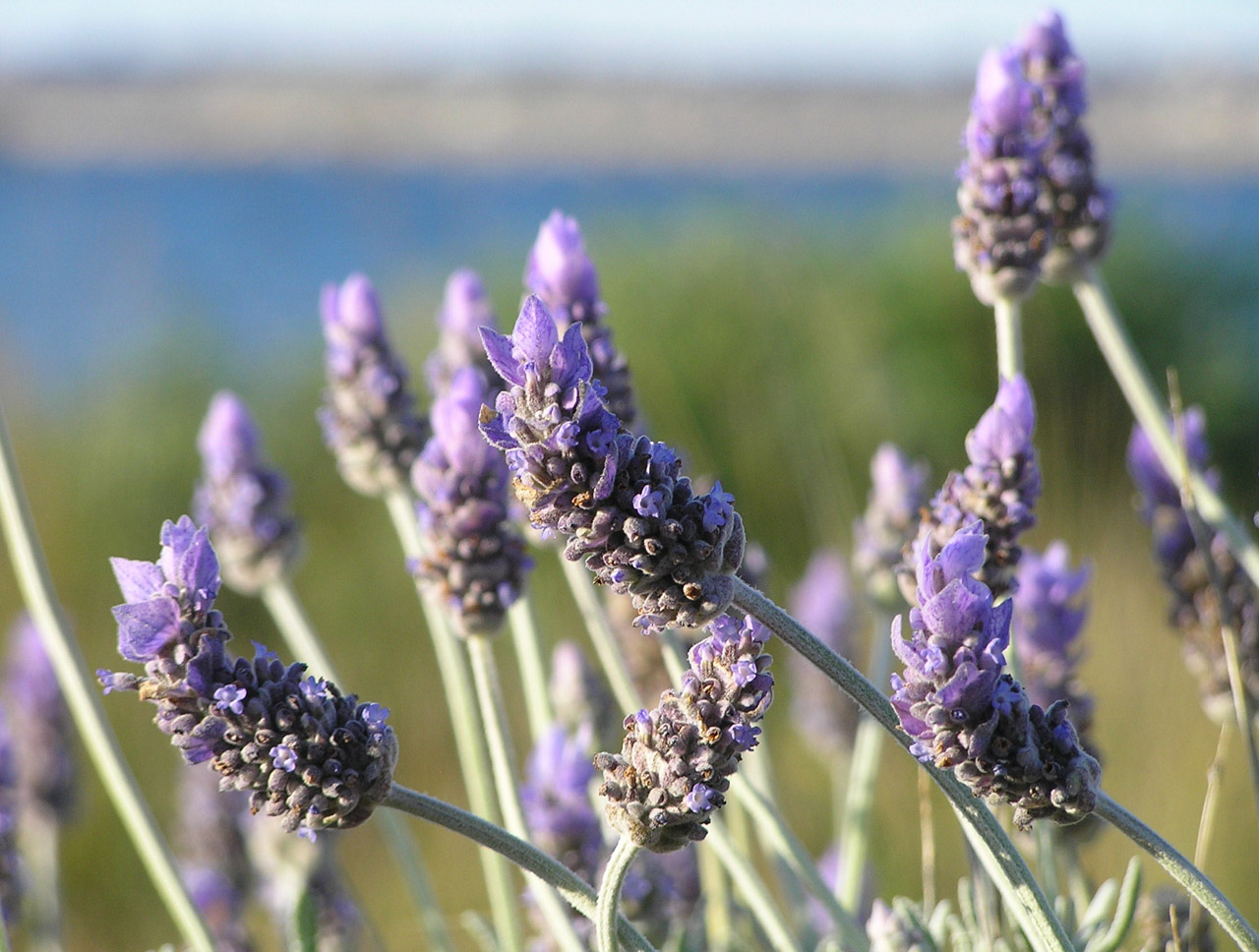 Lavender Close-up Free Stock Photo - Public Domain Pictures