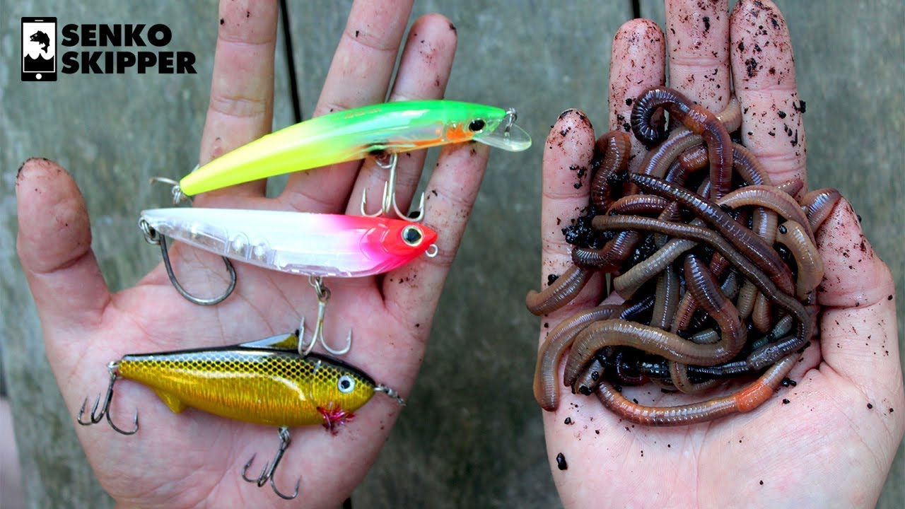 Pier Fishing: Which works better? Lures VS Live bait - YouTube