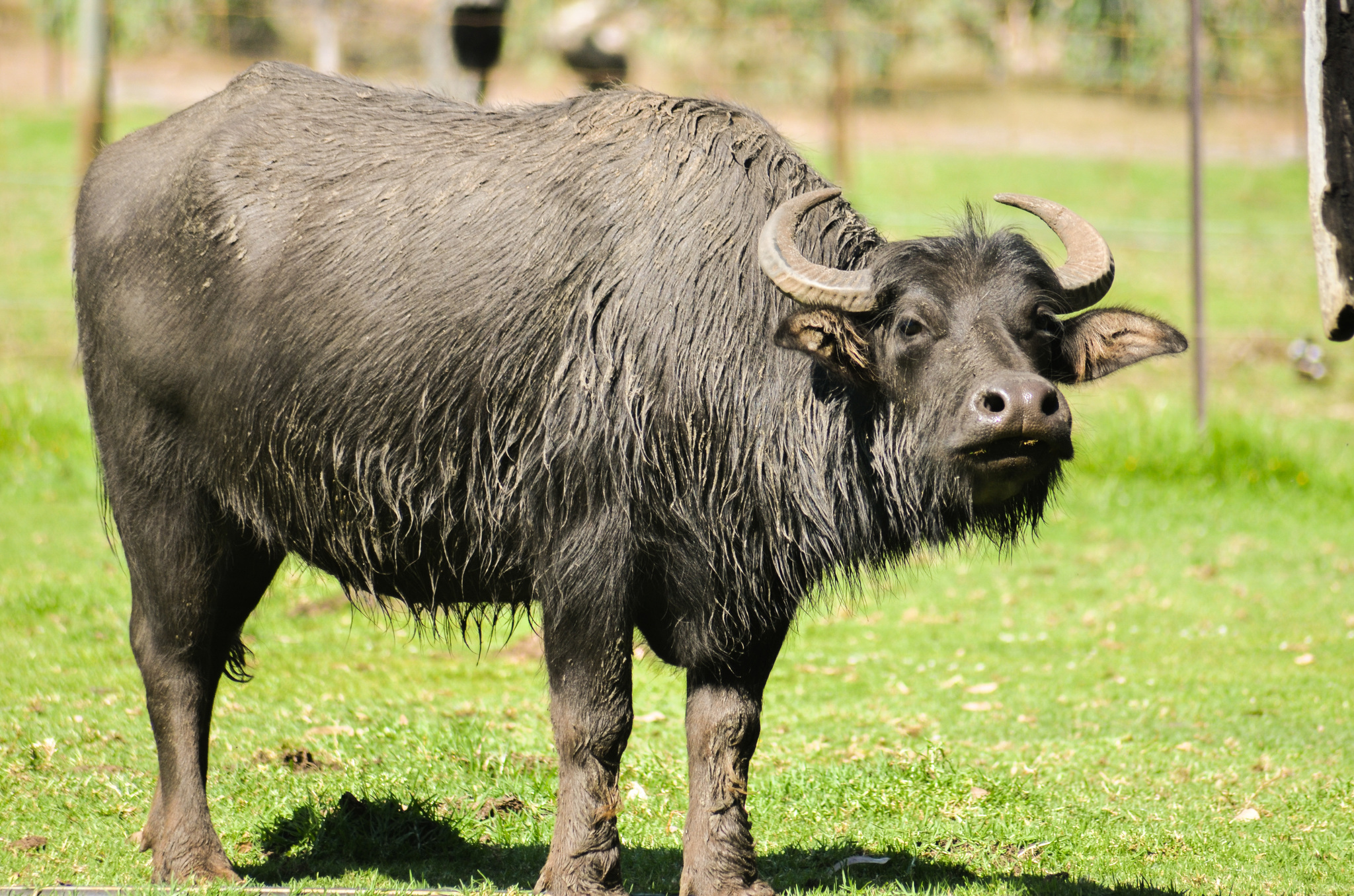 Water Buffalo Images