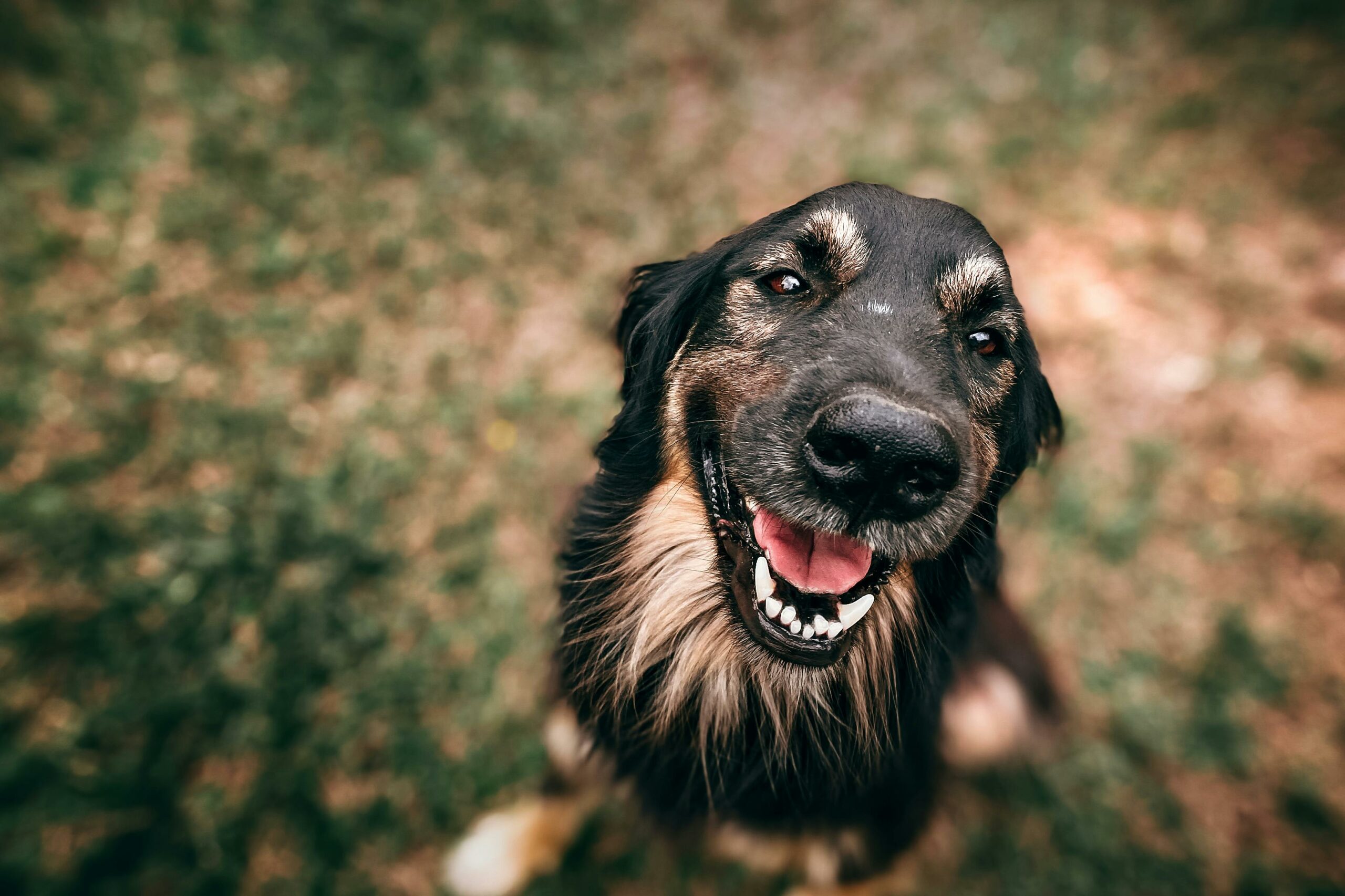 A dog displaying loyalty and affection