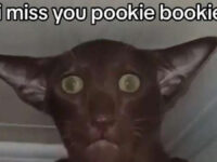 pookfp1