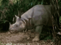 rhino-funny