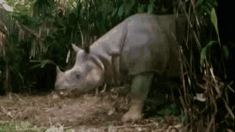 Rhino Funny GIF - Rhino Funny - Discover & Share GIFs