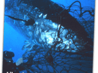 shooting_fish