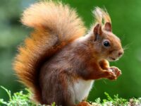 squirrel-animal-cute-rodents-47547