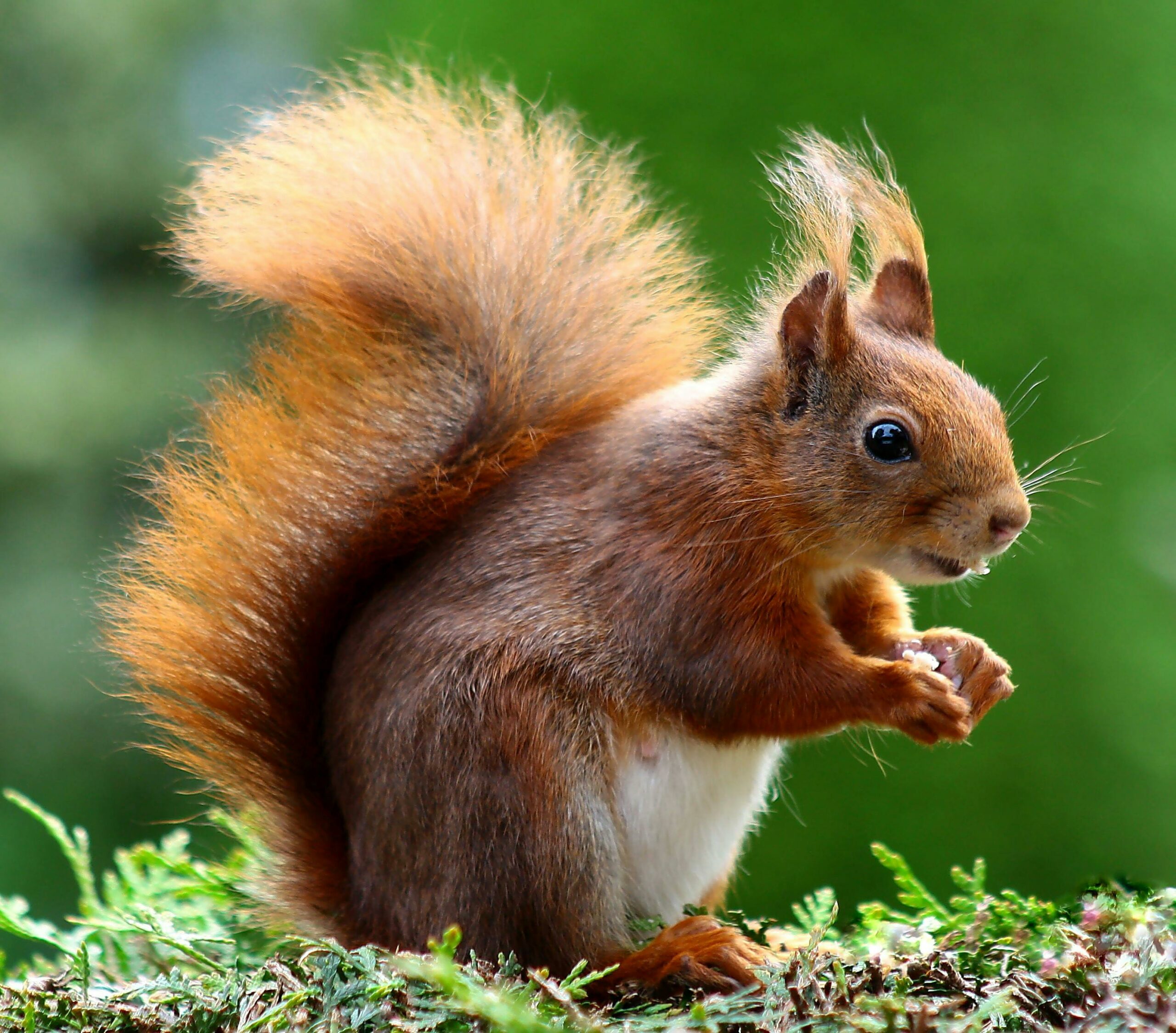 Cute Squirrel