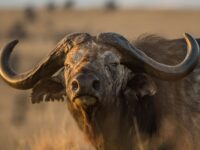 thumbnail-cape-buffalo-nationalgeographic_1976203_3x2