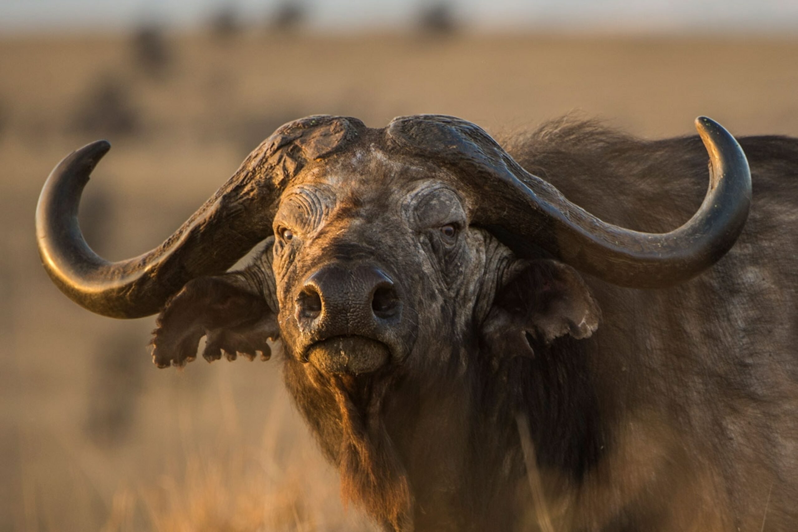 Angry Buffalo Face